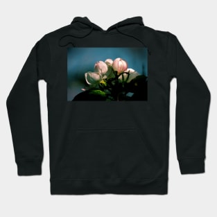 Apple Tree Flower Buds Hoodie